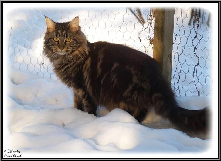 Maine Coon DK Proud Danish Izarra  billede 11