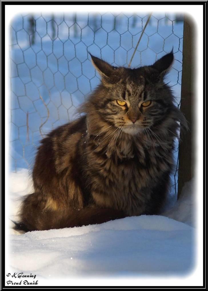 Maine Coon DK Proud Danish Izarra  billede 12