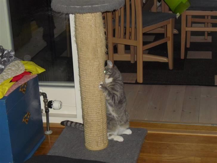 Huskat Chili billede 11