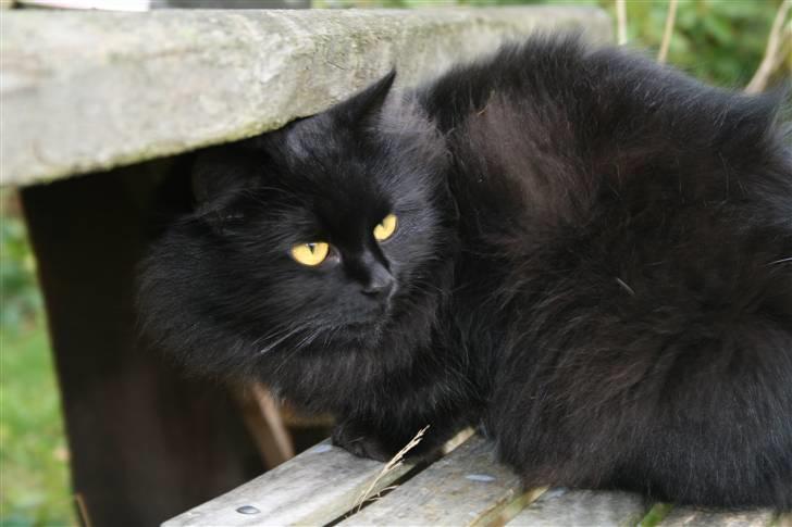 Maine Coon Mille billede 1