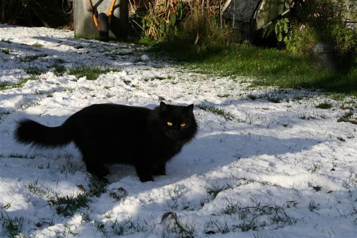 Maine Coon Mille billede 2