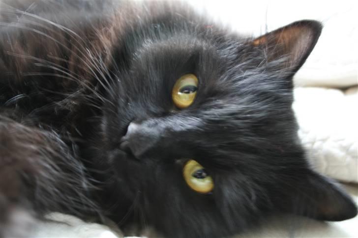 Maine Coon Mille billede 3