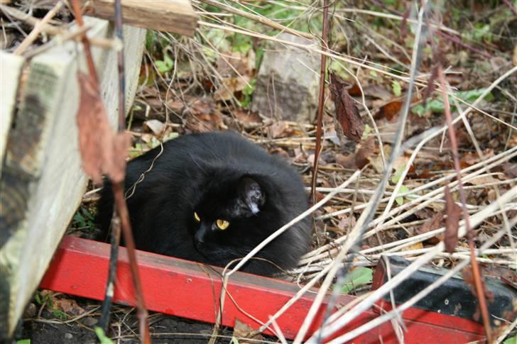 Maine Coon Mille billede 4