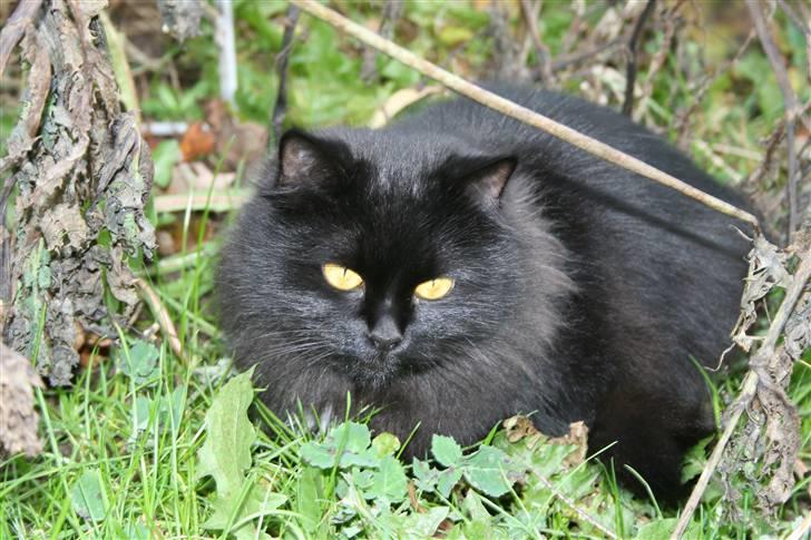 Maine Coon Mille billede 6