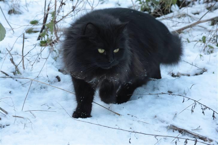 Maine Coon Mille billede 7