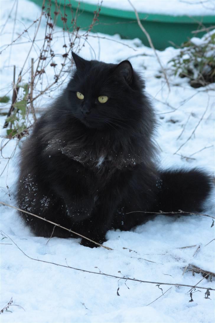 Maine Coon Mille billede 8