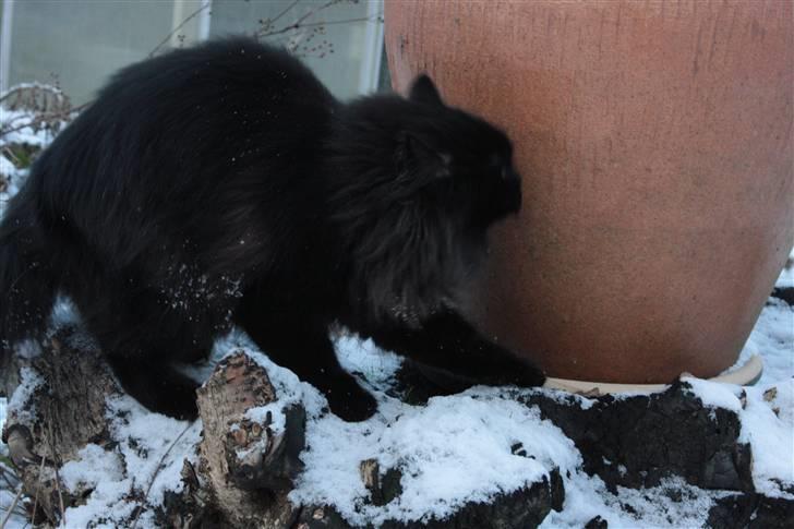 Maine Coon Mille billede 9