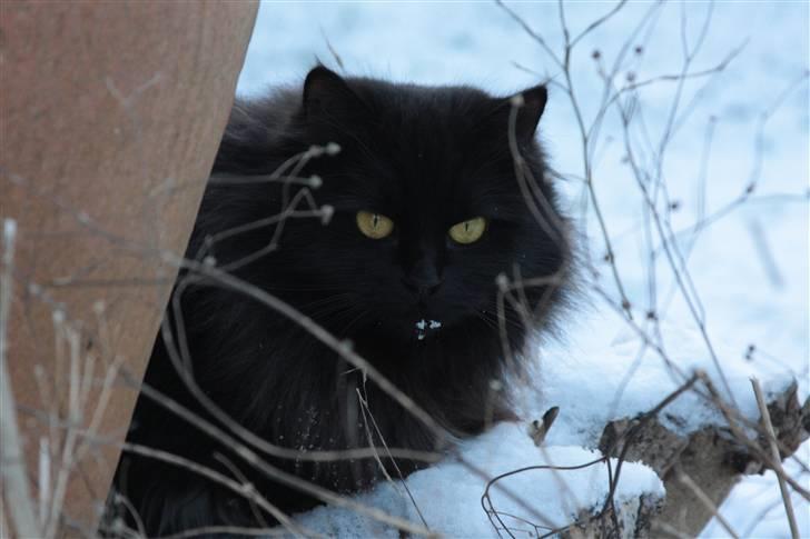 Maine Coon Mille billede 10