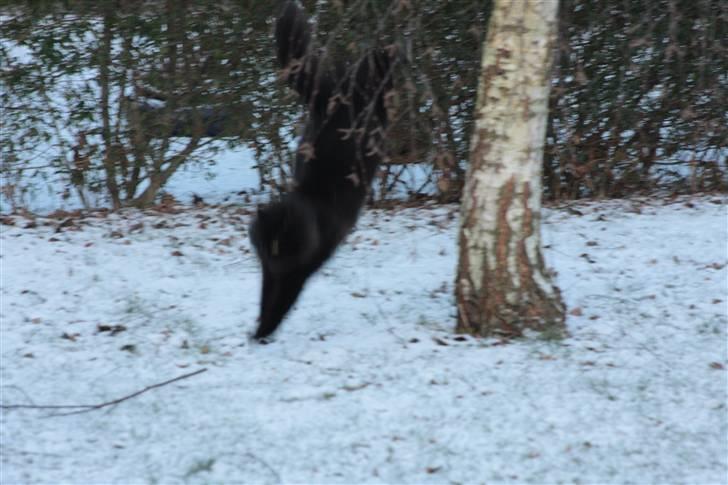 Maine Coon Mille billede 11