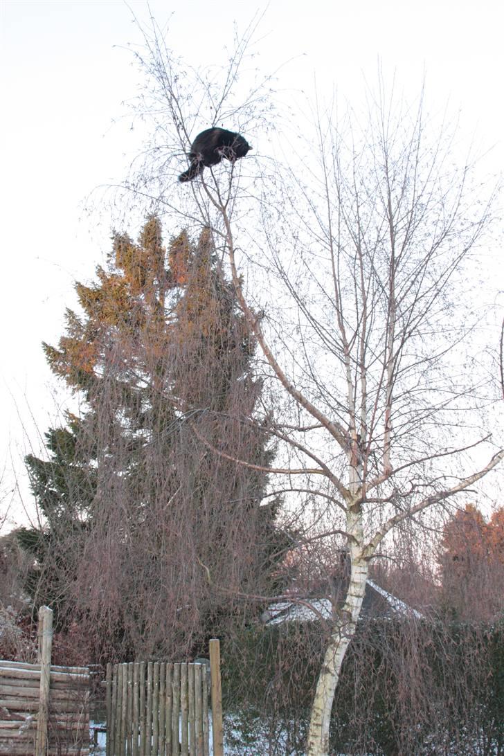 Maine Coon Mille billede 12