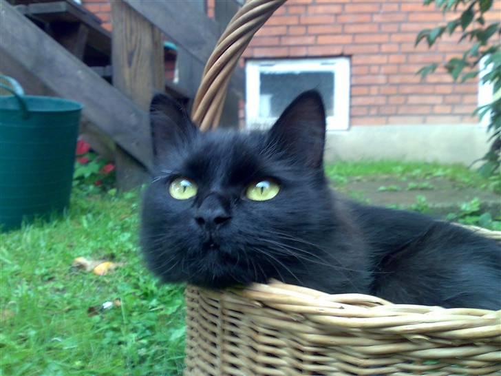 Maine Coon Mille billede 13