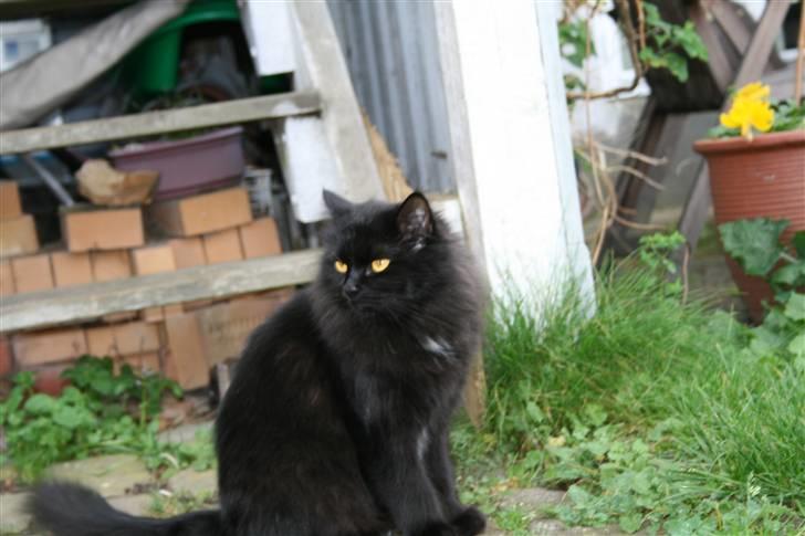 Maine Coon Mille billede 14