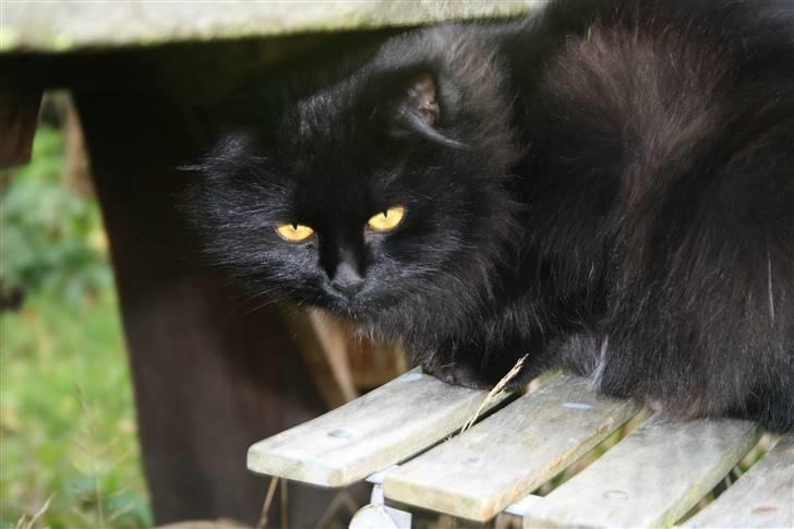 Maine Coon Mille billede 15