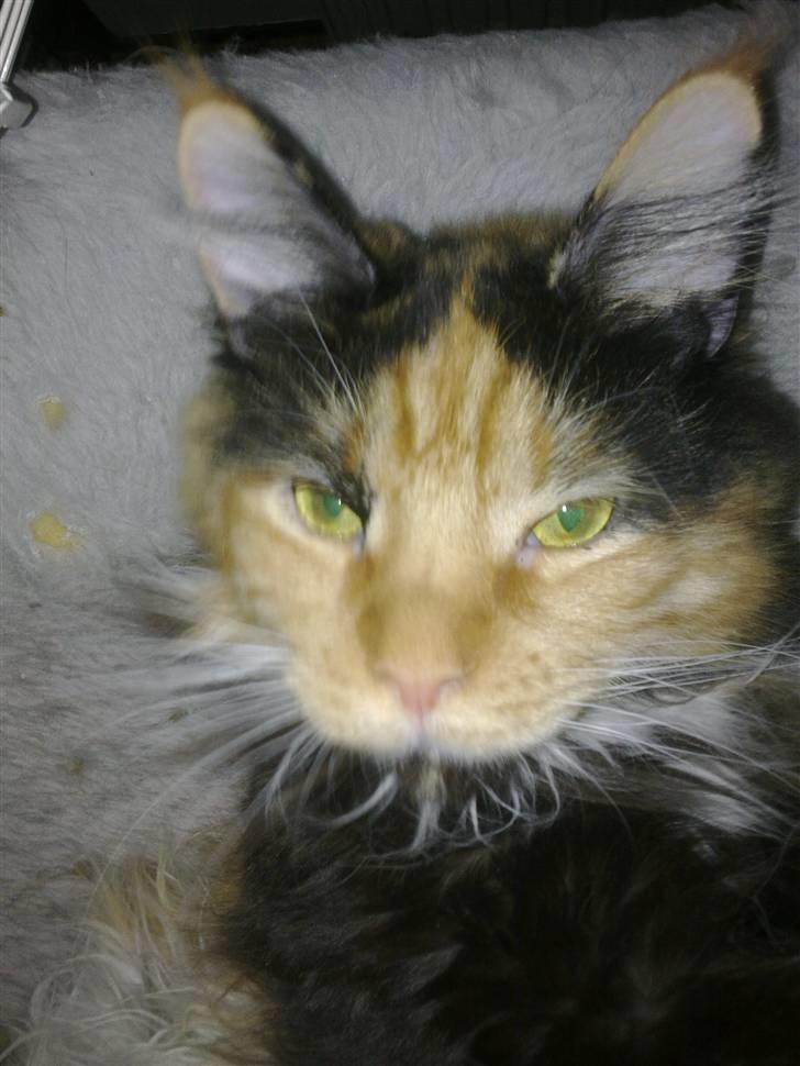 Maine Coon Destiny billede 15