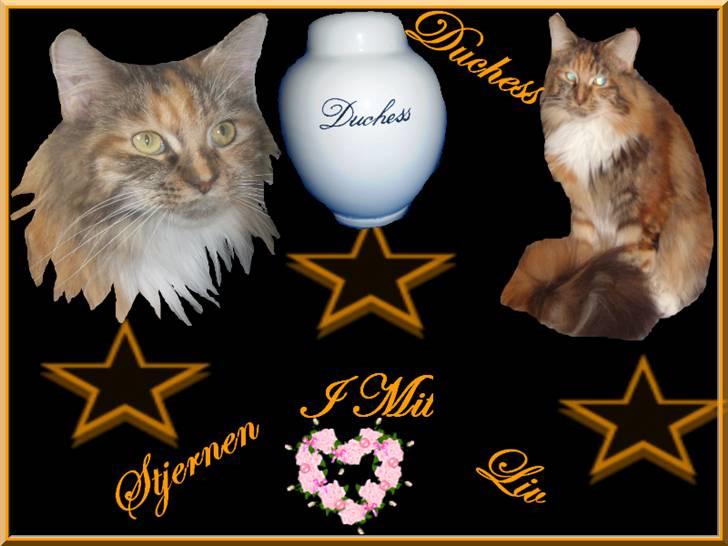 Maine Coon Duchess R.I.P min skat billede 12