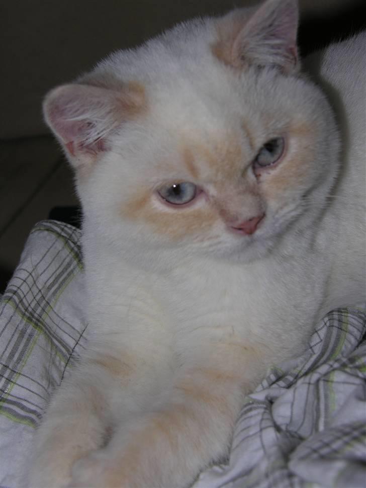 British Shorthair Braveheart billede 6