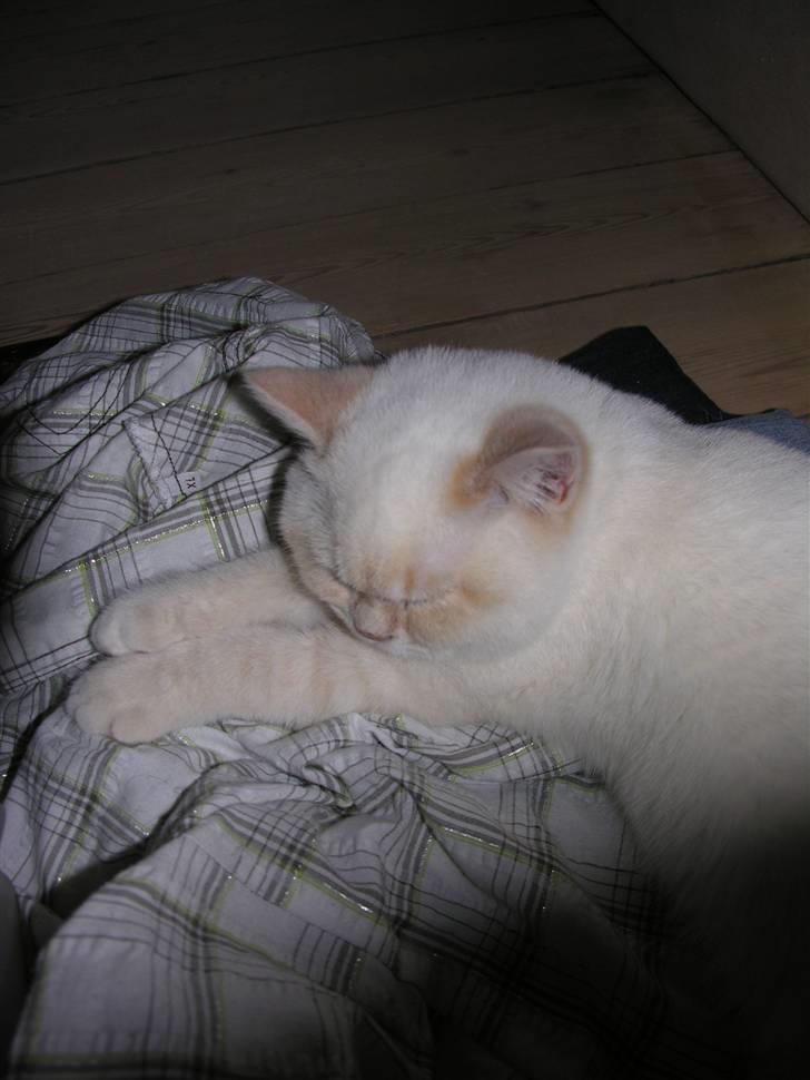 British Shorthair Braveheart billede 7