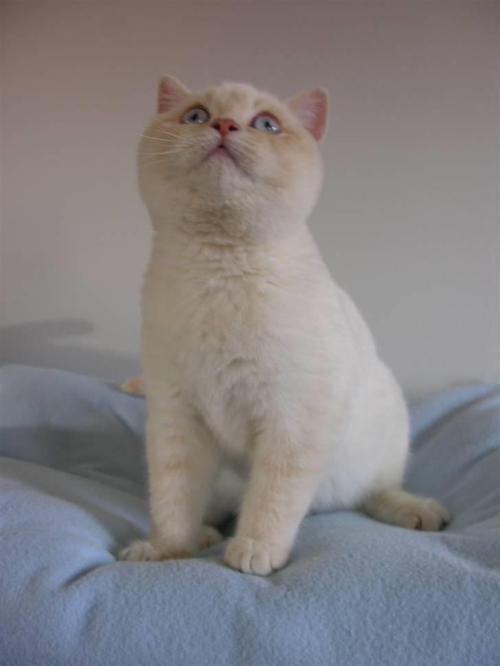 British Shorthair Braveheart billede 8