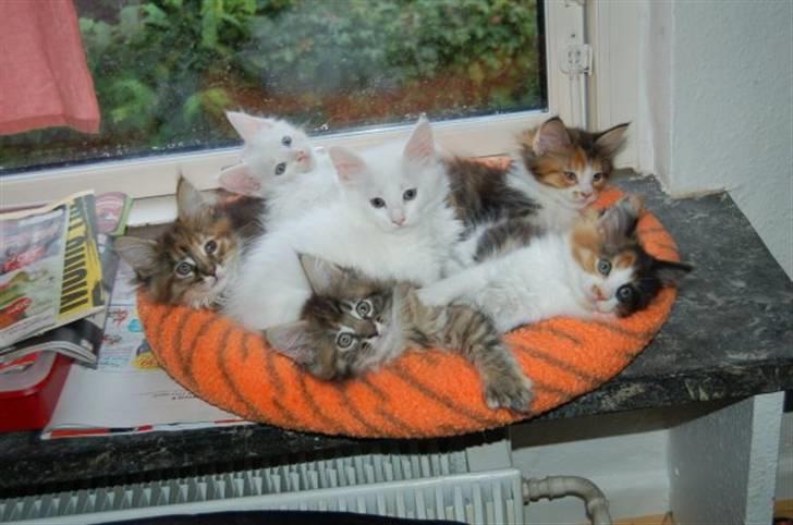 Maine Coon DK Krammedyret Regitze <3 4/7 "SOLGT" - # 16. Regitze  og alle hendes søskene, ved sin opdrætter..  billede 16
