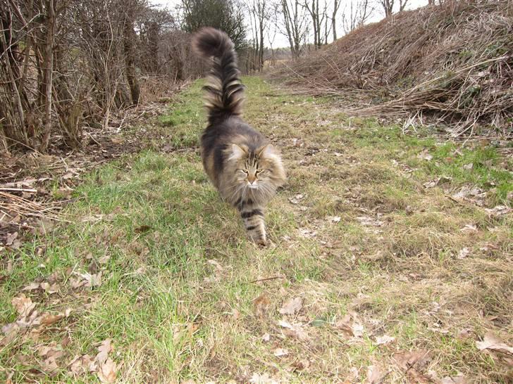 Norsk Skovkat Hippentossen´s Rind* <3 SAVNET!! billede 7