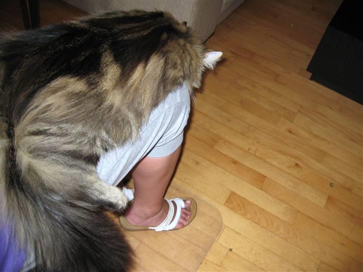 Norsk Skovkat Hippentossen´s Rind* <3 SAVNET!! - Store Mitte - Start august 2010 billede 3