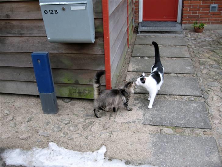 Norsk Skovkat Hippentossen´s Rind* <3 SAVNET!! - Mitte og Vincent billede 4