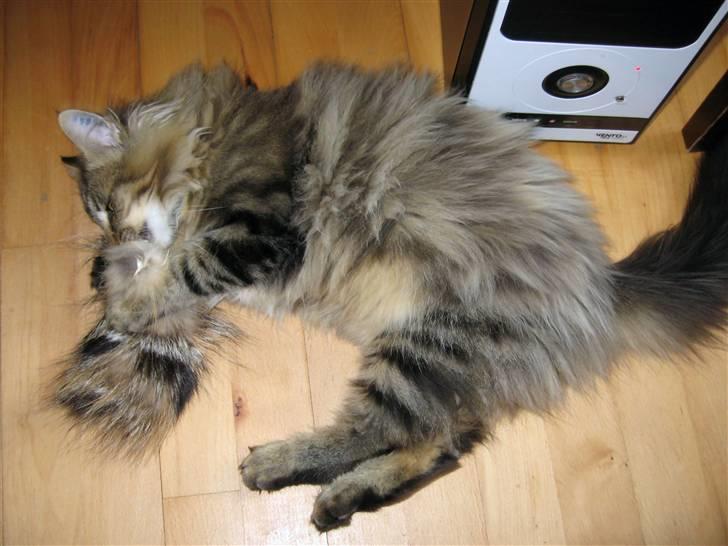 Norsk Skovkat Hippentossen´s Rind* <3 SAVNET!! - Har været på tugt hos naboen!! billede 5