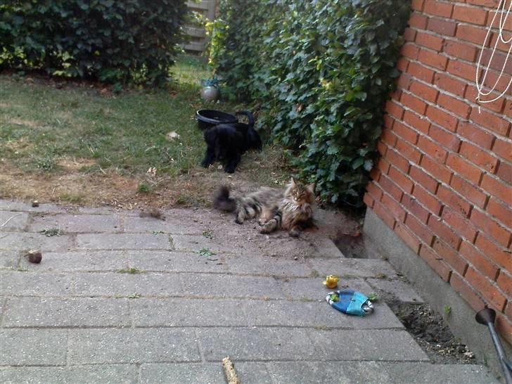 Norsk Skovkat Hippentossen´s Rind* <3 SAVNET!! - I haven d. 14.-7. 2010 billede 6