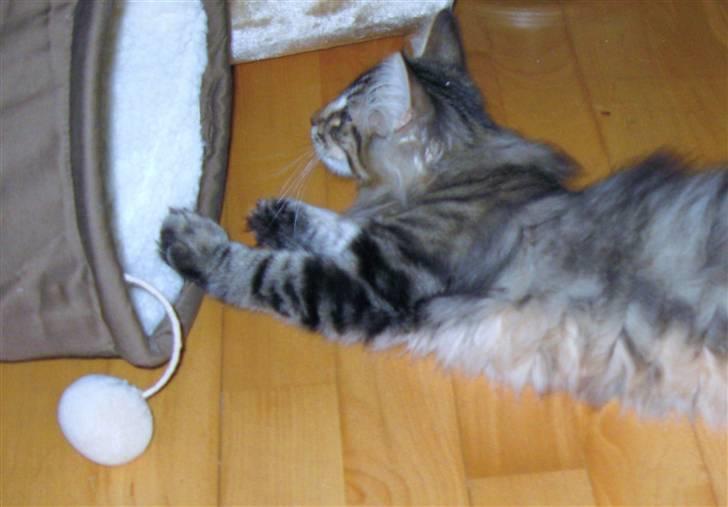 Norsk Skovkat Hippentossen´s Rind* <3 SAVNET!! billede 8