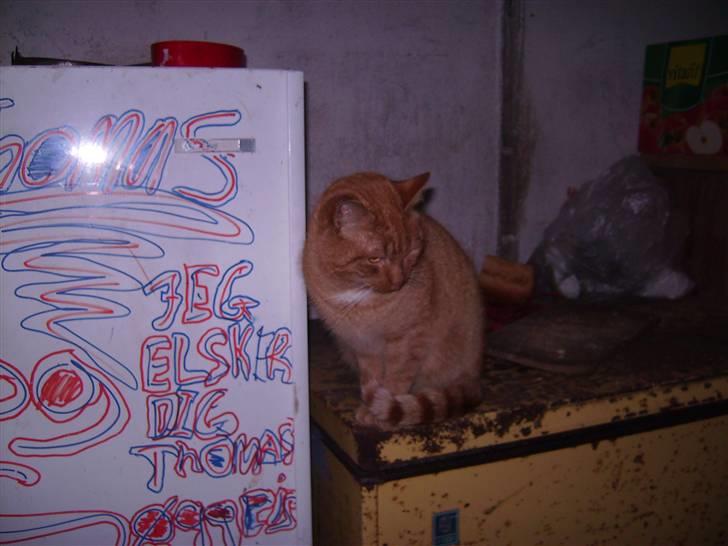 Blanding af racer Garfild <33 R.I.P  billede 13