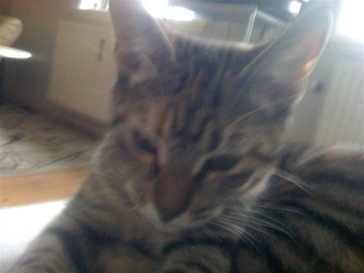 Blanding af racer musse billede 1