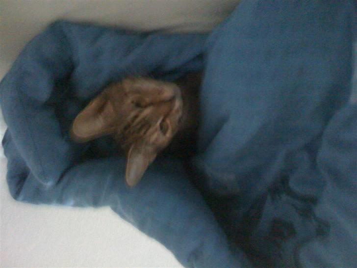 Blanding af racer musse billede 2