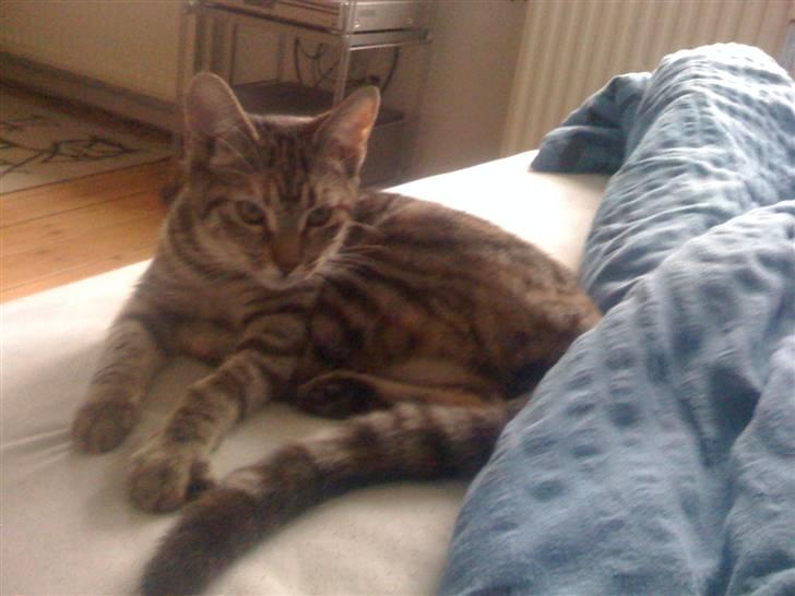 Blanding af racer musse billede 3