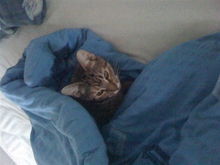 Blanding af racer musse billede 4