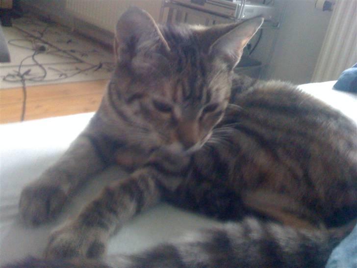 Blanding af racer musse billede 5