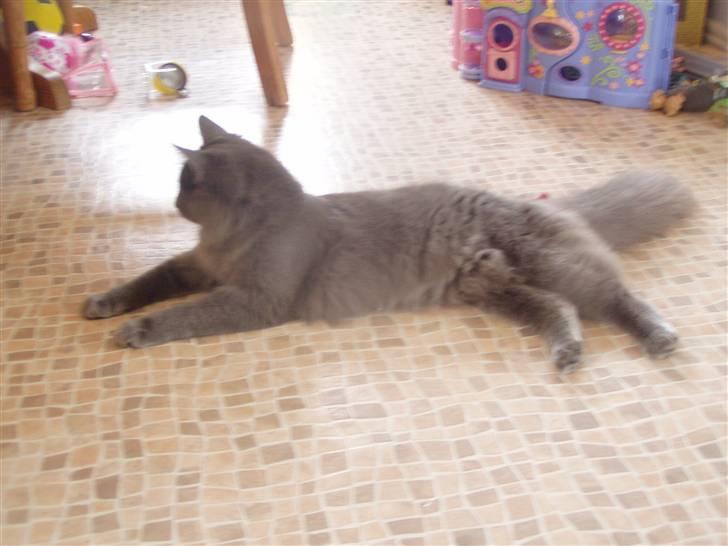 Norsk Skovkat Dk sallings Joanna  billede 6