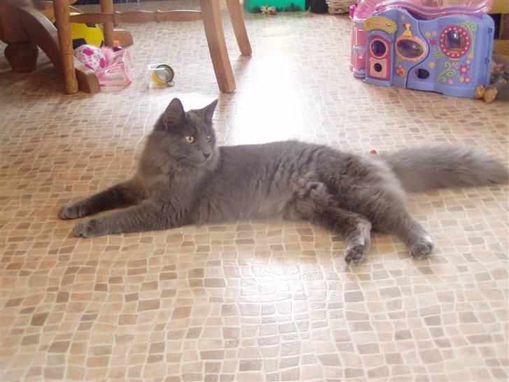 Norsk Skovkat Dk sallings Joanna  billede 7