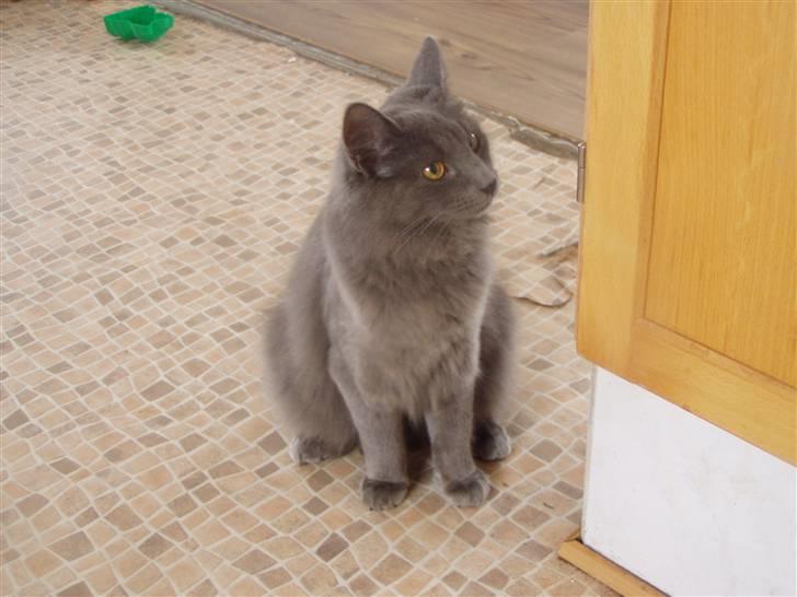 Norsk Skovkat Dk sallings Joanna  billede 8