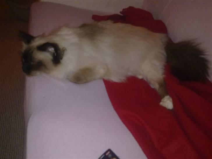 Hellig Birma dk lille mys abrahim billede 12