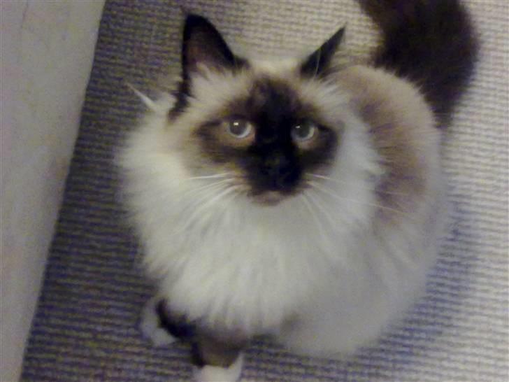 Hellig Birma dk lille mys abrahim billede 13