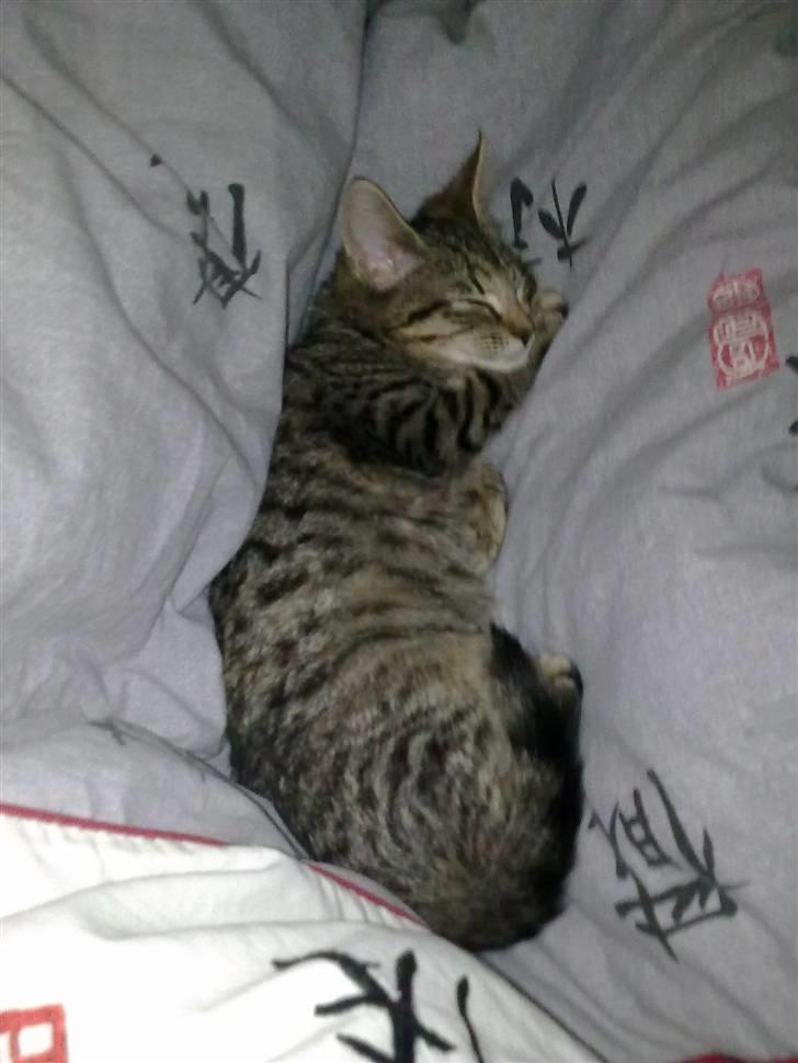 Blanding af racer Samantha billede 1