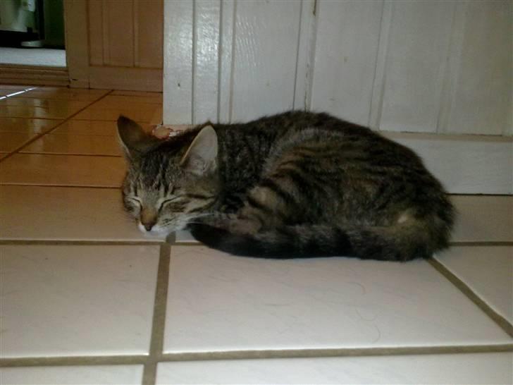 Blanding af racer Samantha billede 2