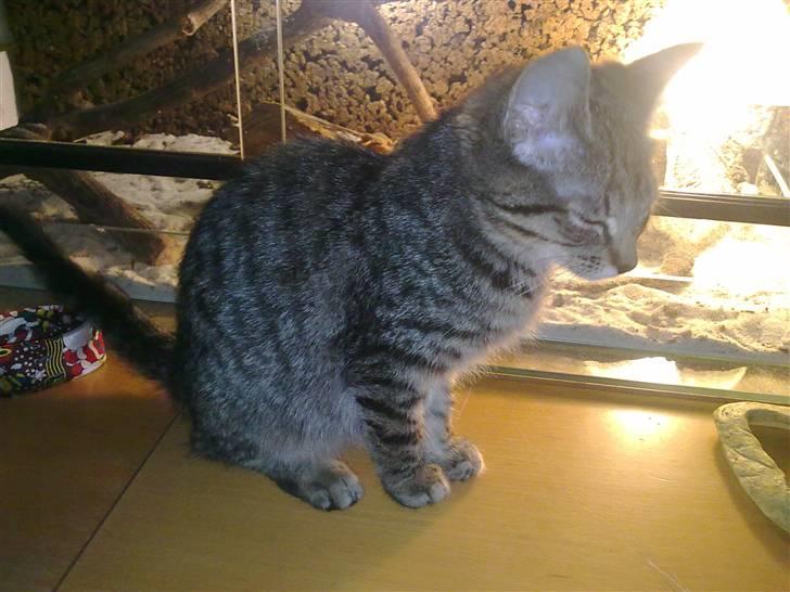 Blanding af racer Samantha billede 3