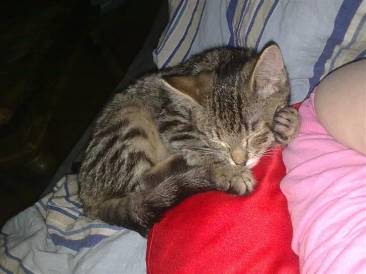 Blanding af racer Samantha billede 4