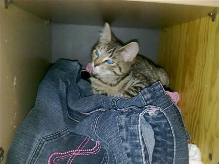 Blanding af racer Samantha billede 5