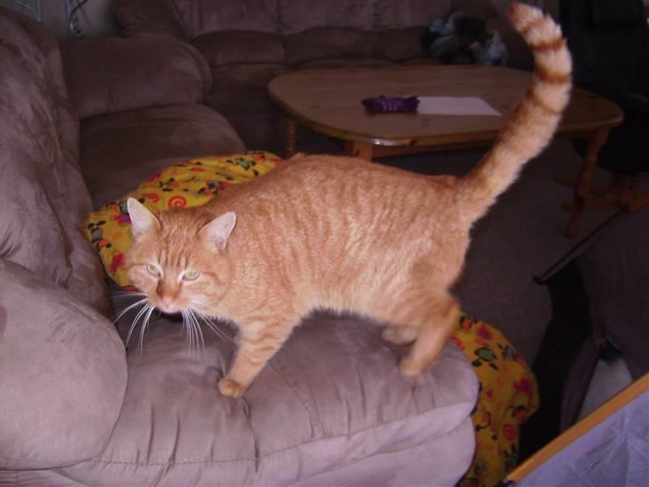 Blanding af racer Oliver <33 billede 7