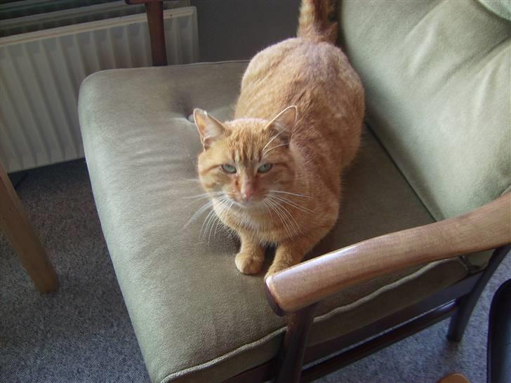 Blanding af racer Oliver <33 billede 9