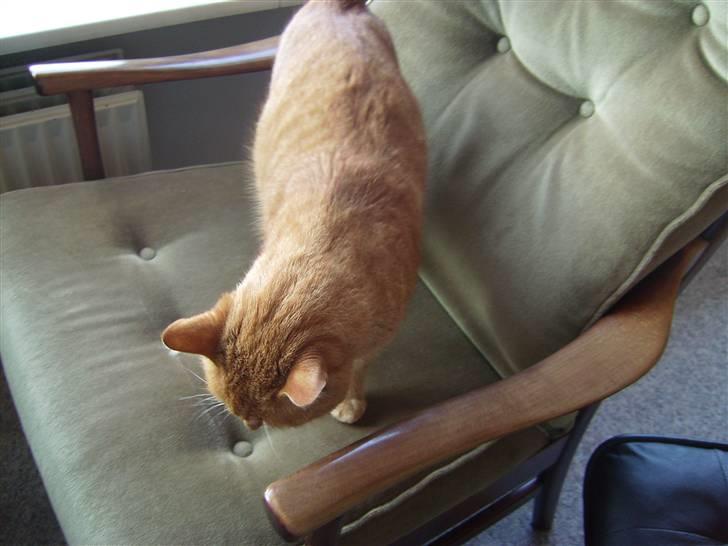 Blanding af racer Oliver <33 billede 10