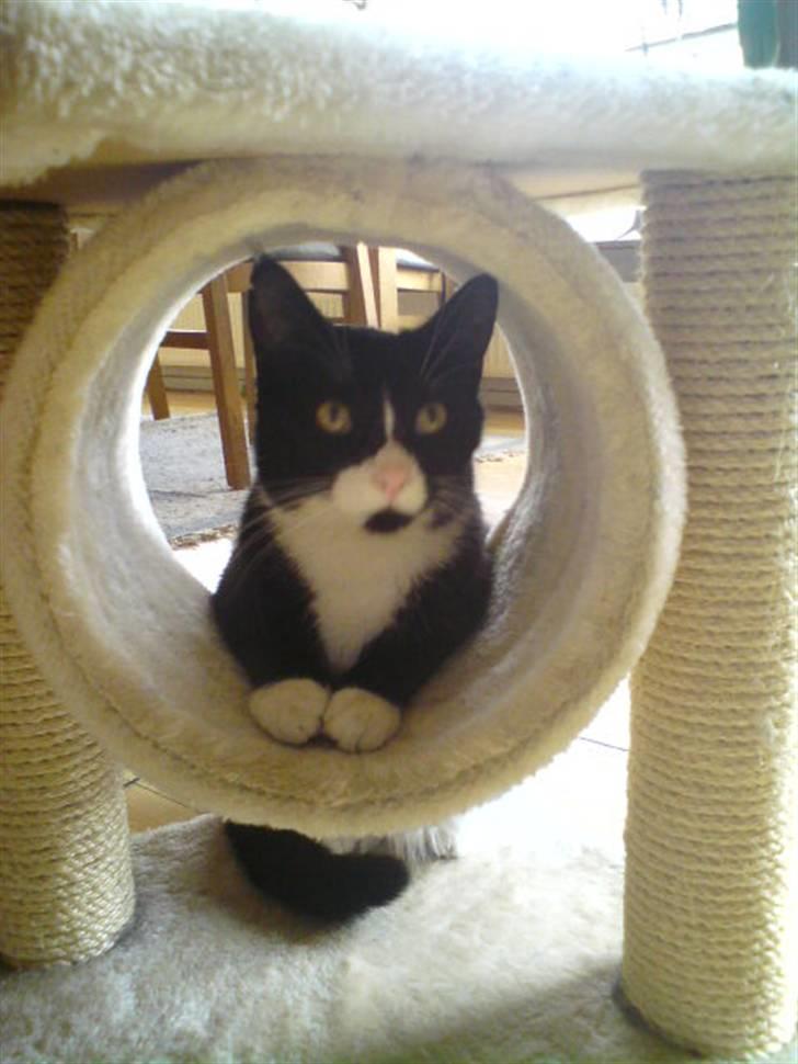 Huskat Gismo *R.I.P* Savner dig  billede 12