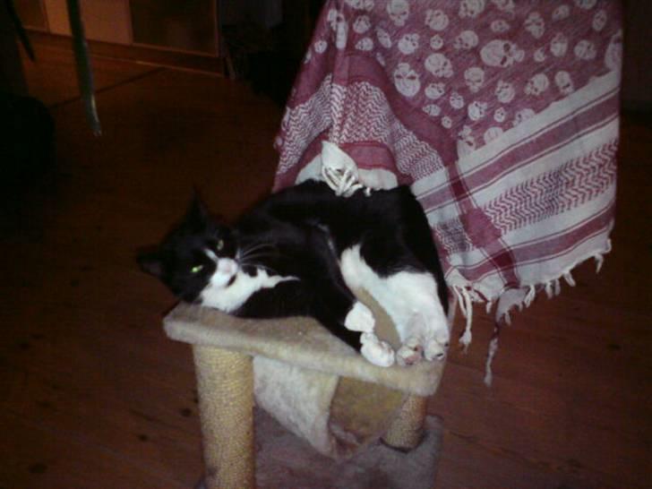 Huskat Gismo *R.I.P* Savner dig  billede 13